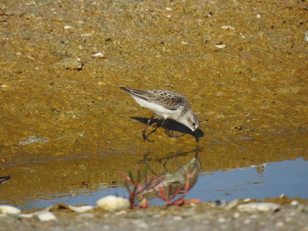 Semipalmated Sandpiper - ML619809397