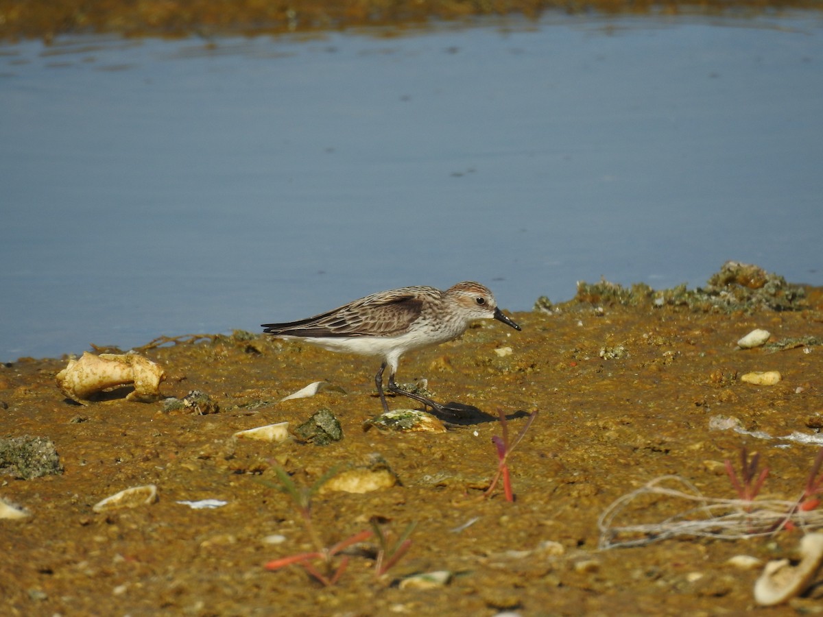 Semipalmated Sandpiper - ML619809398