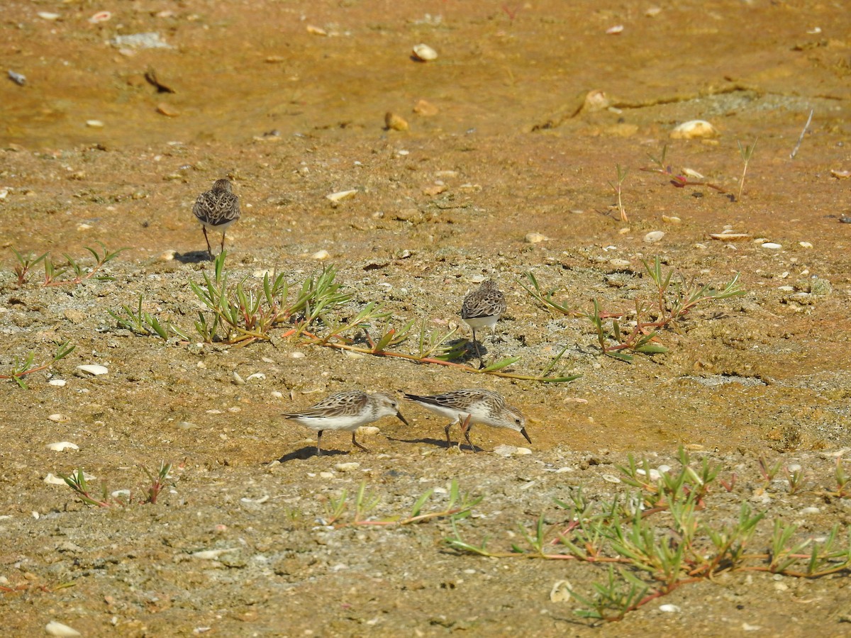 Semipalmated Sandpiper - ML619809399