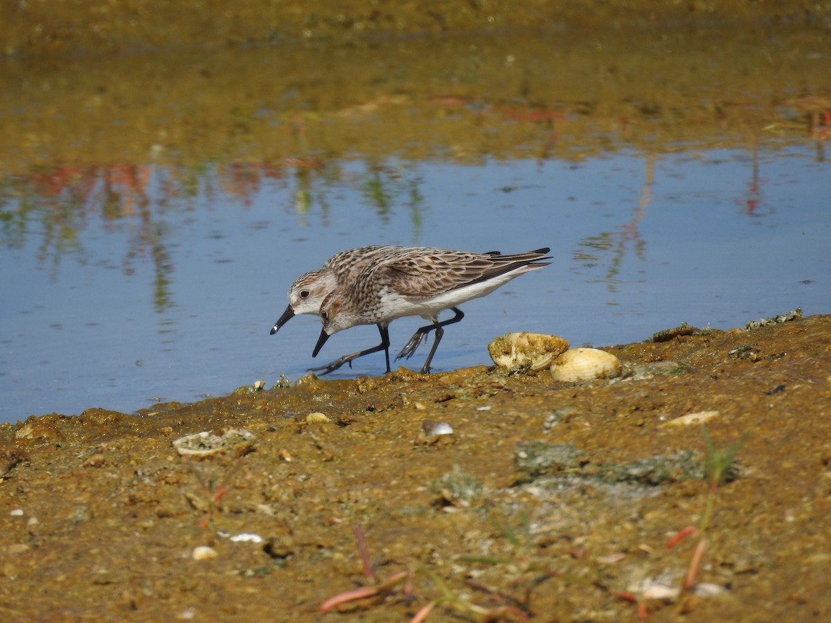 Semipalmated Sandpiper - ML619809401