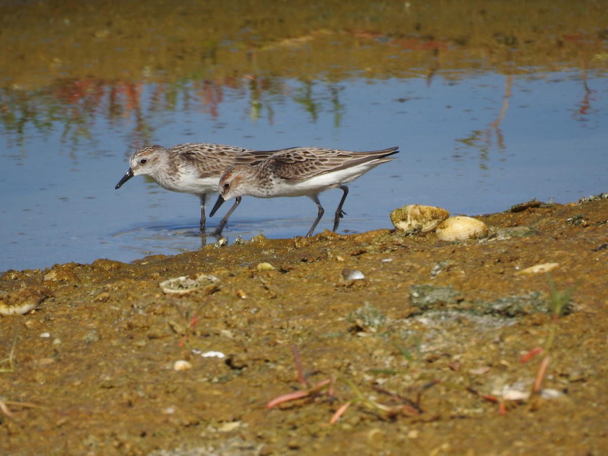 Semipalmated Sandpiper - ML619809402