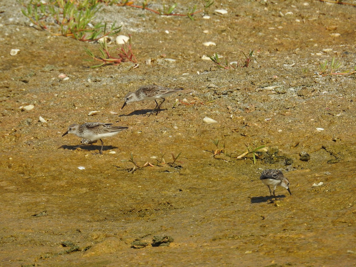 Semipalmated Sandpiper - Michael Weisensee