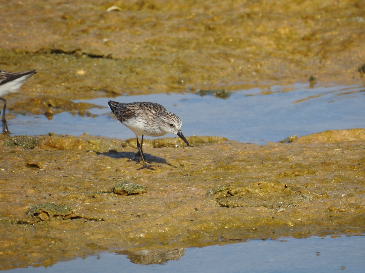 Semipalmated Sandpiper - ML619809404