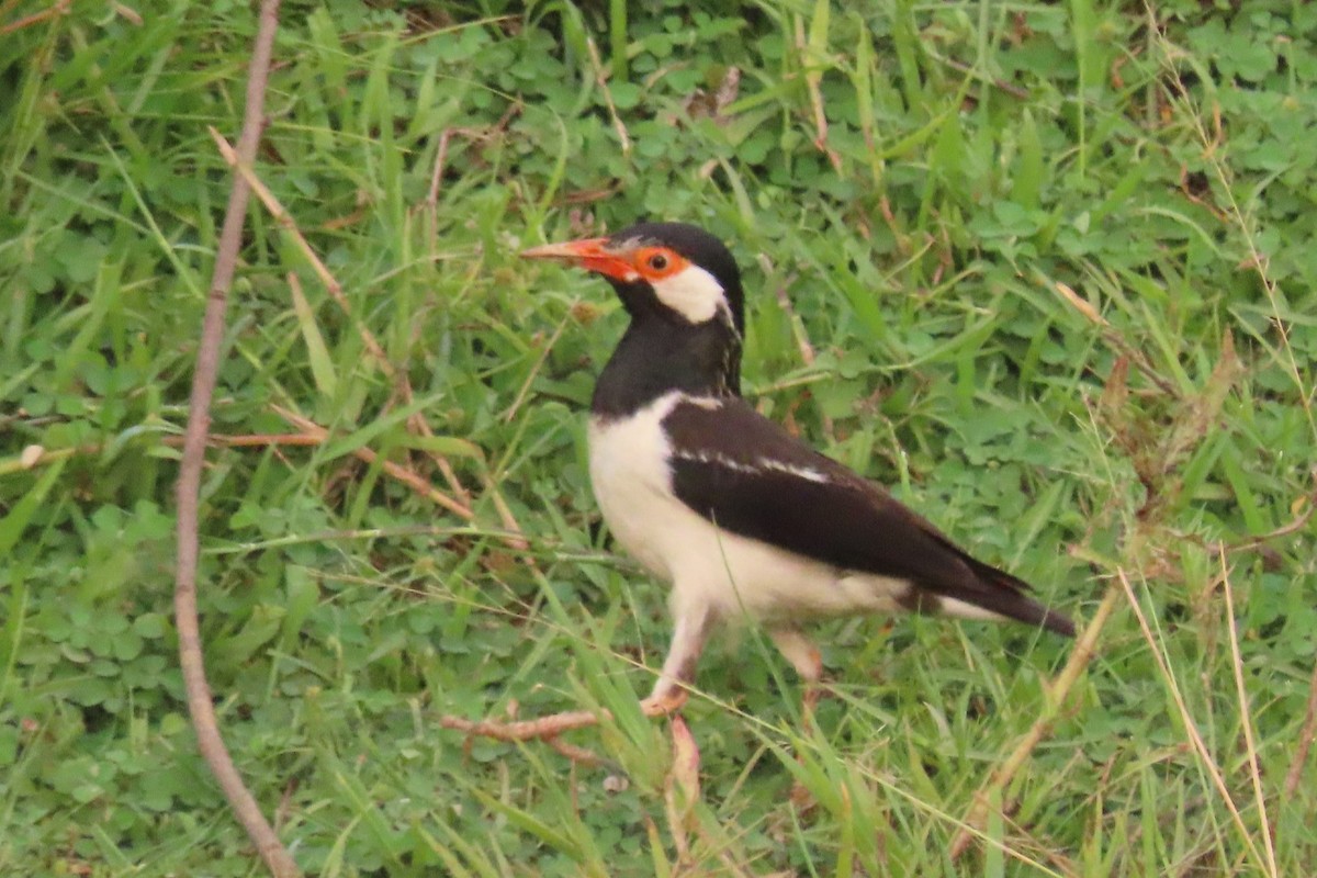 Indian Pied Starling - ML619809411