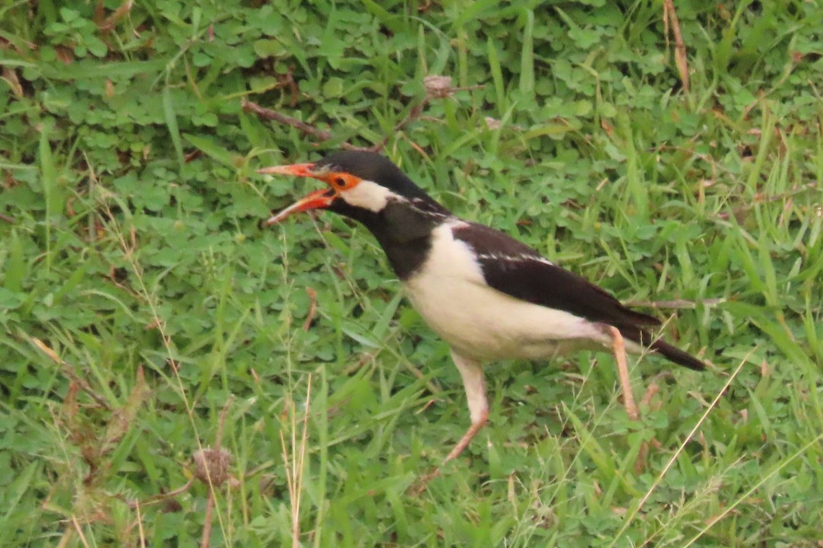 Indian Pied Starling - ML619809412