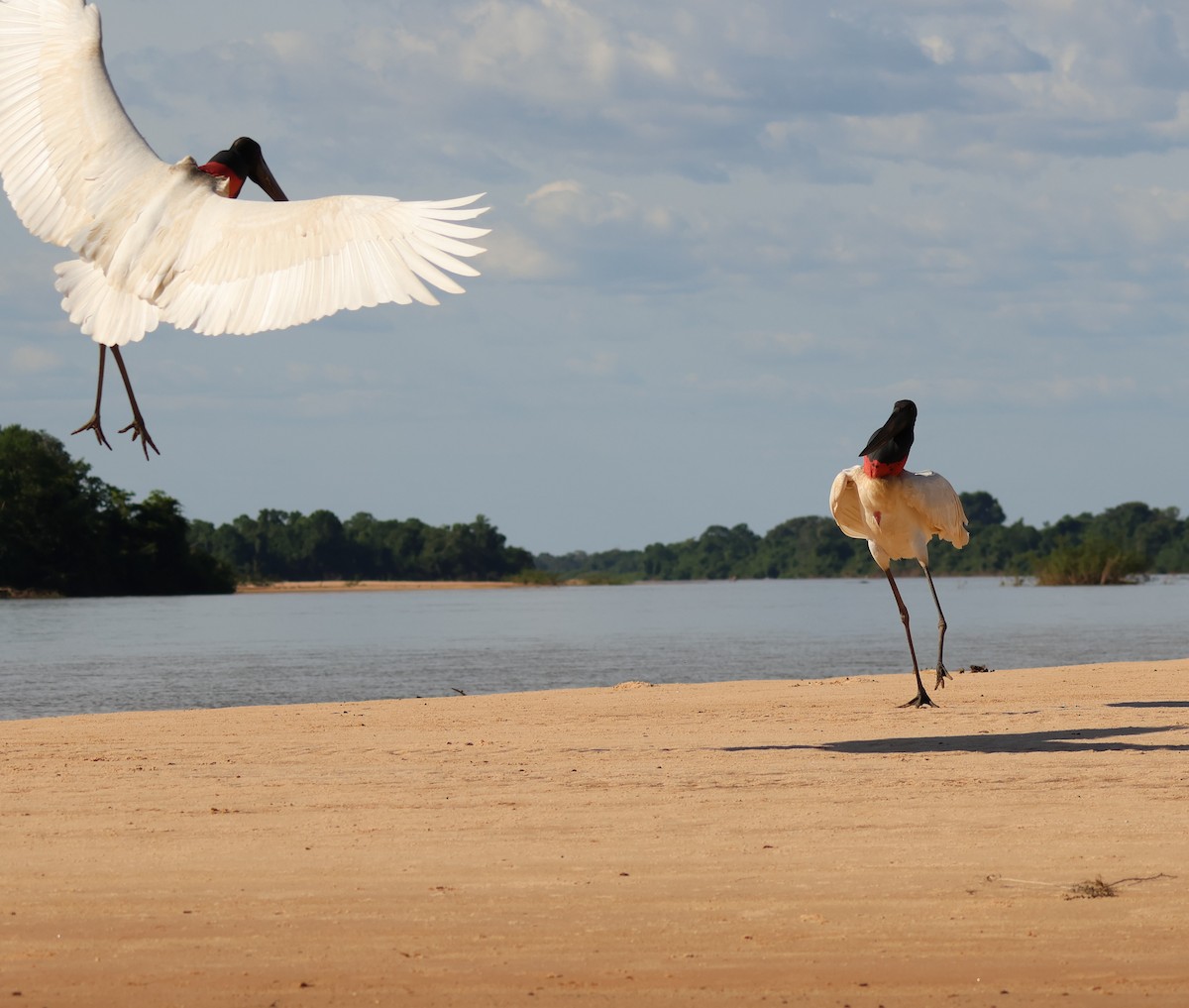 Jabiru - ML619809428