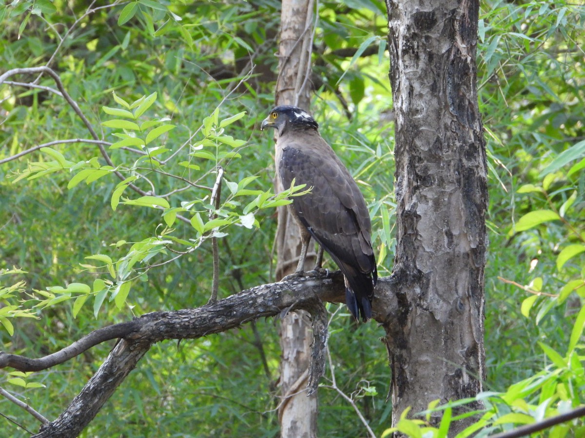 Crested Serpent-Eagle - ML619809460