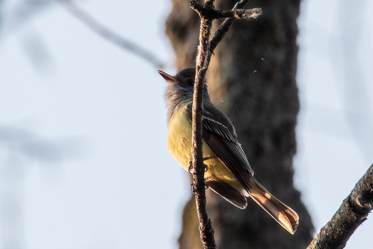 Great Crested Flycatcher - ML619809478