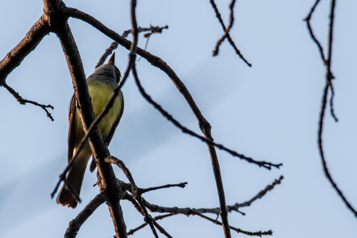 Great Crested Flycatcher - ML619809479