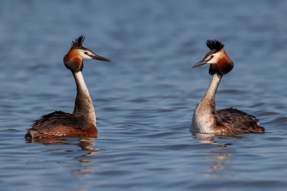 Great Crested Grebe - ML619809511