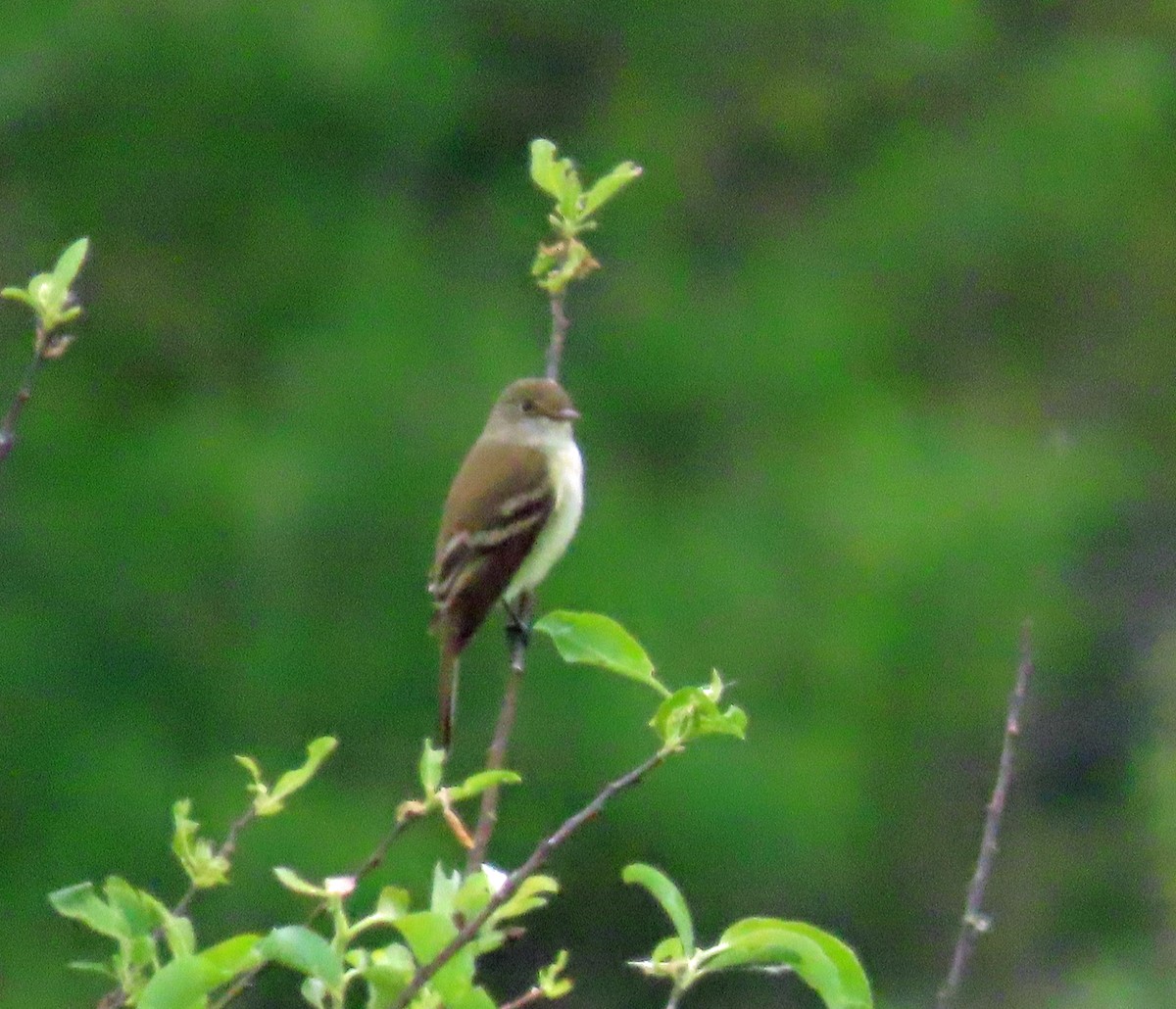 Alder Flycatcher - ML619809512