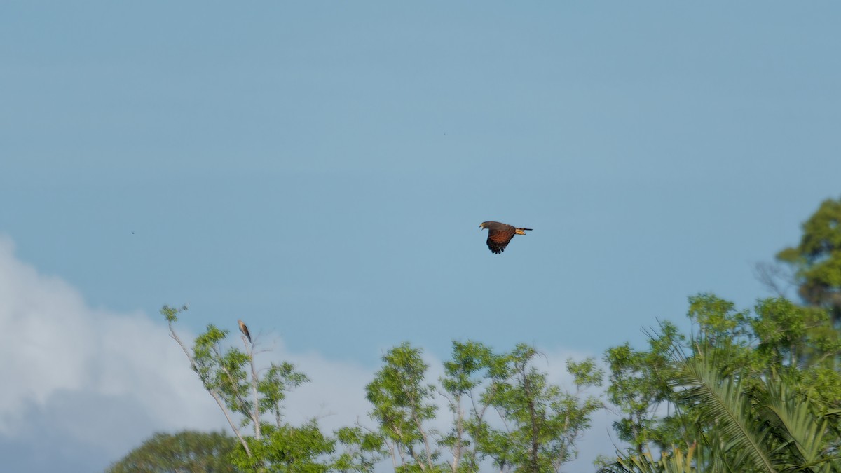 Roadside Hawk - ML619809517