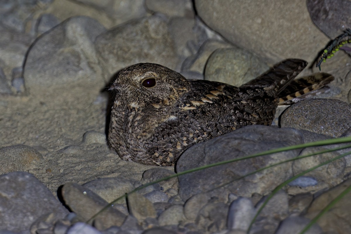 Savanna Nightjar - ML619809518