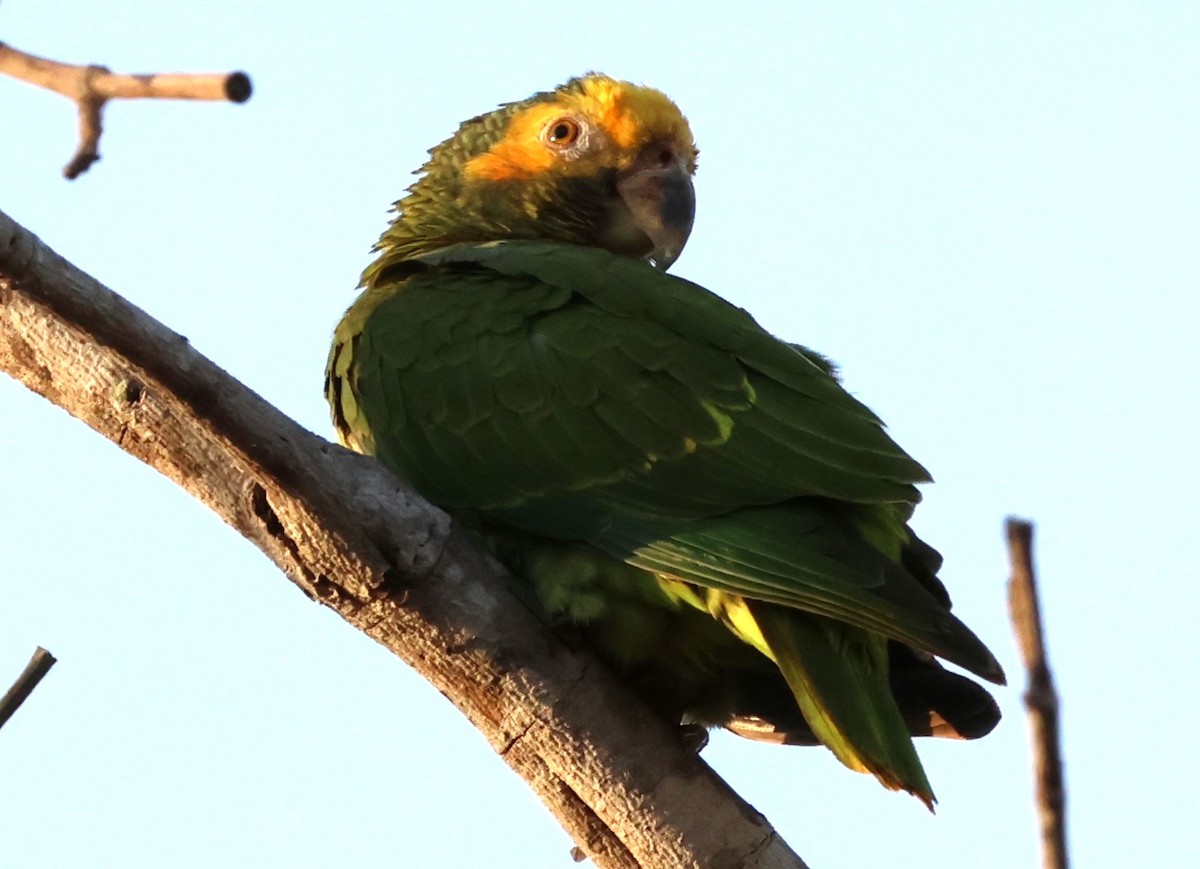 Yellow-faced Parrot - ML619809530