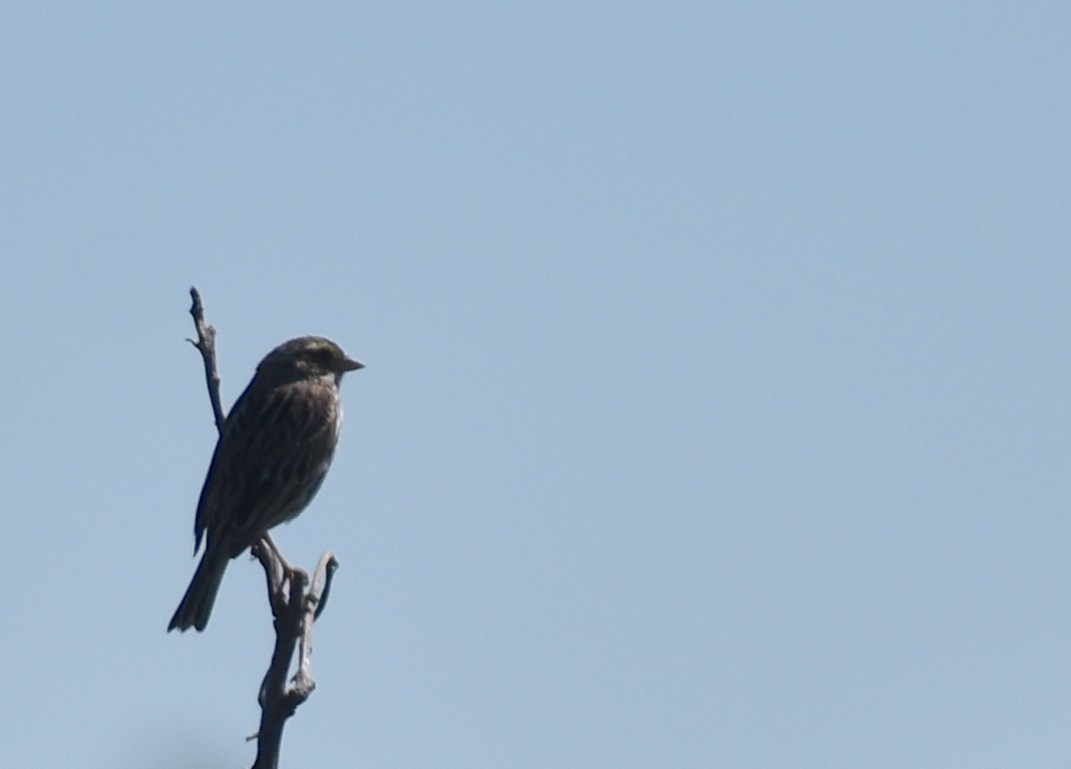 Savannah Sparrow - ML619809531
