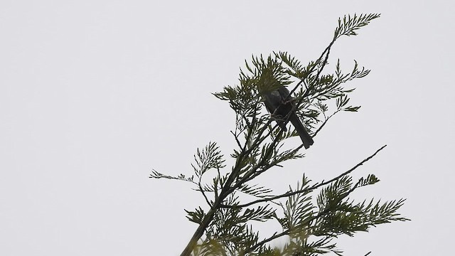 Square-tailed Bulbul - ML619809547