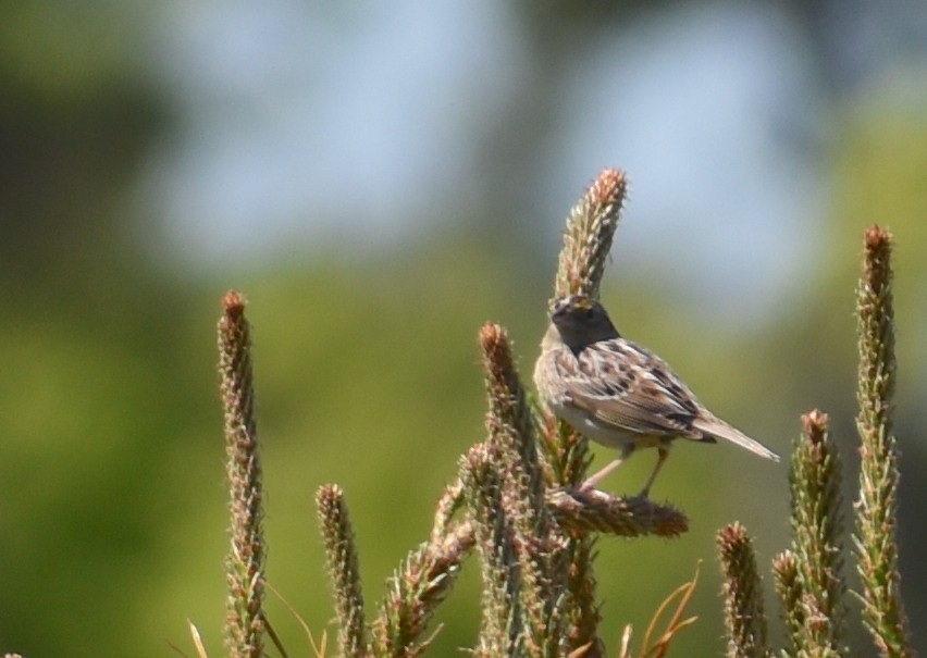 Grasshopper Sparrow - ML619809548