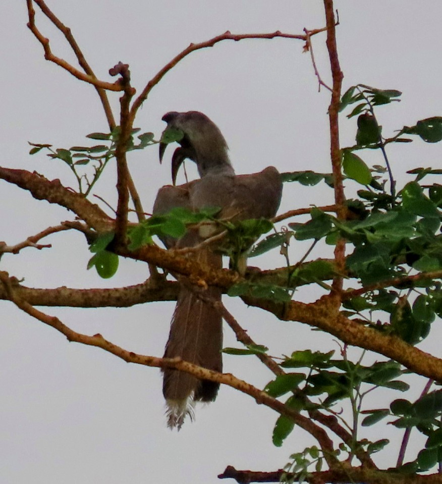 Indian Gray Hornbill - ML619809556