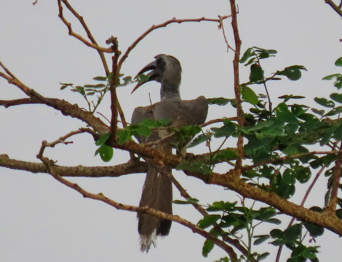 Indian Gray Hornbill - ML619809557