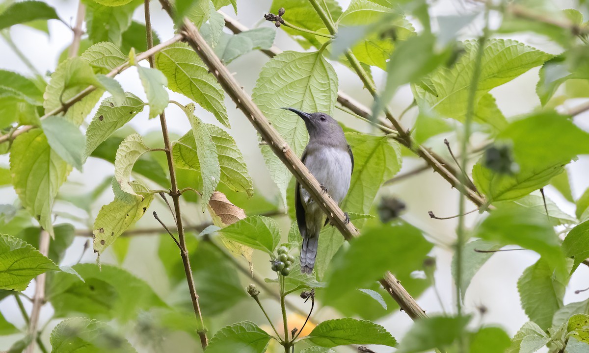 Gray-hooded Sunbird - Paul Fenwick