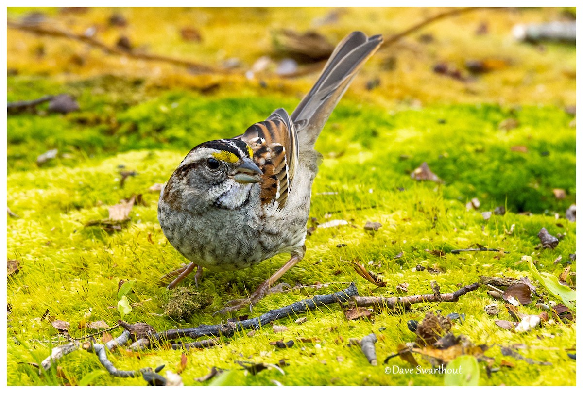 White-throated Sparrow - ML619809598