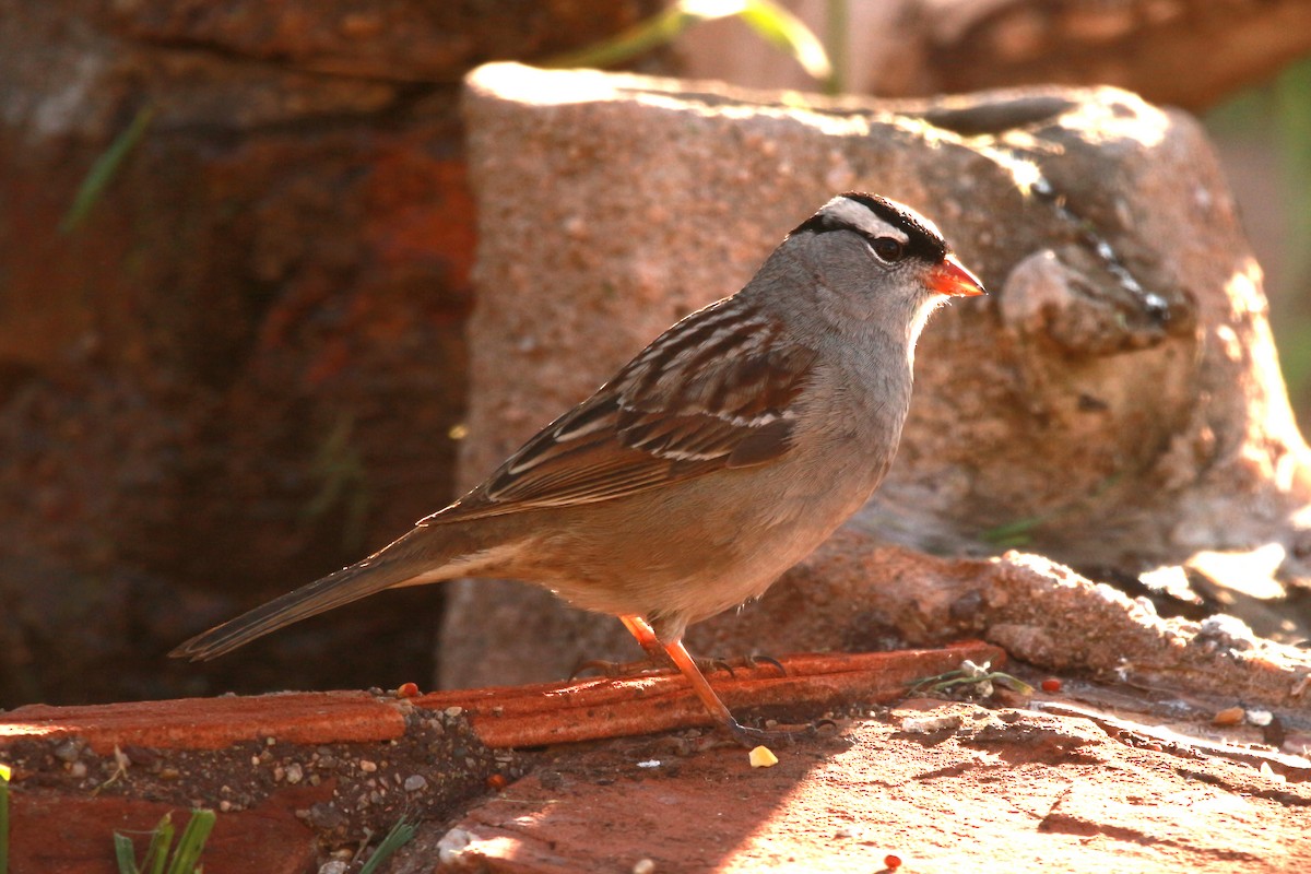 White-crowned Sparrow - ML619809602