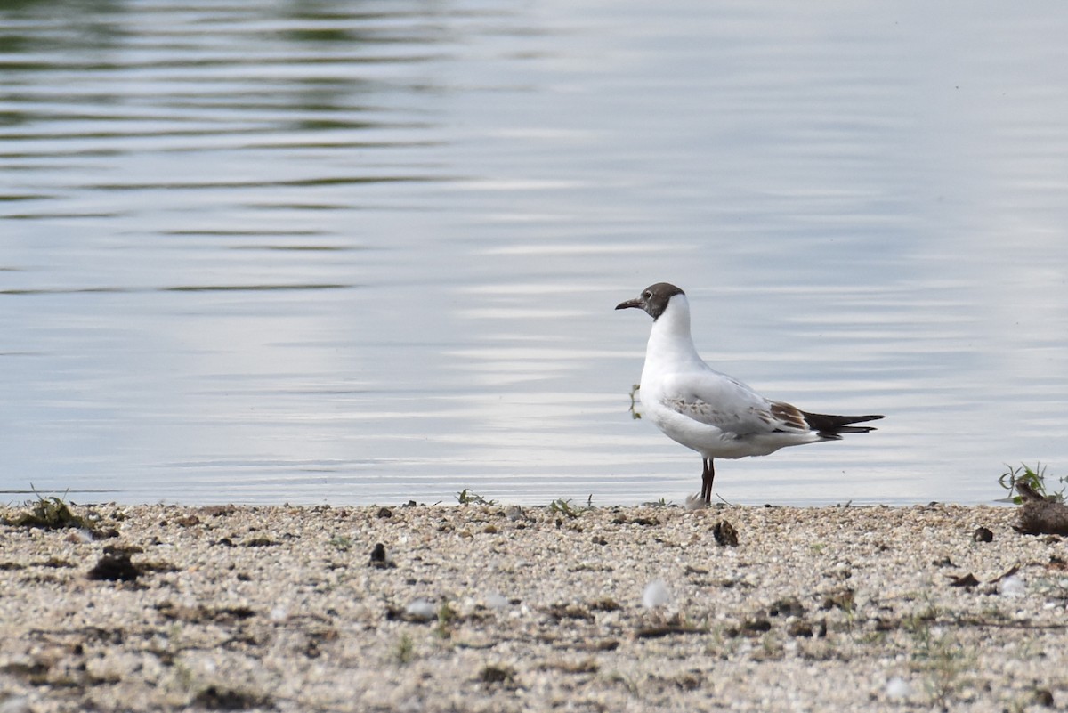 Mouette rieuse - ML619809610