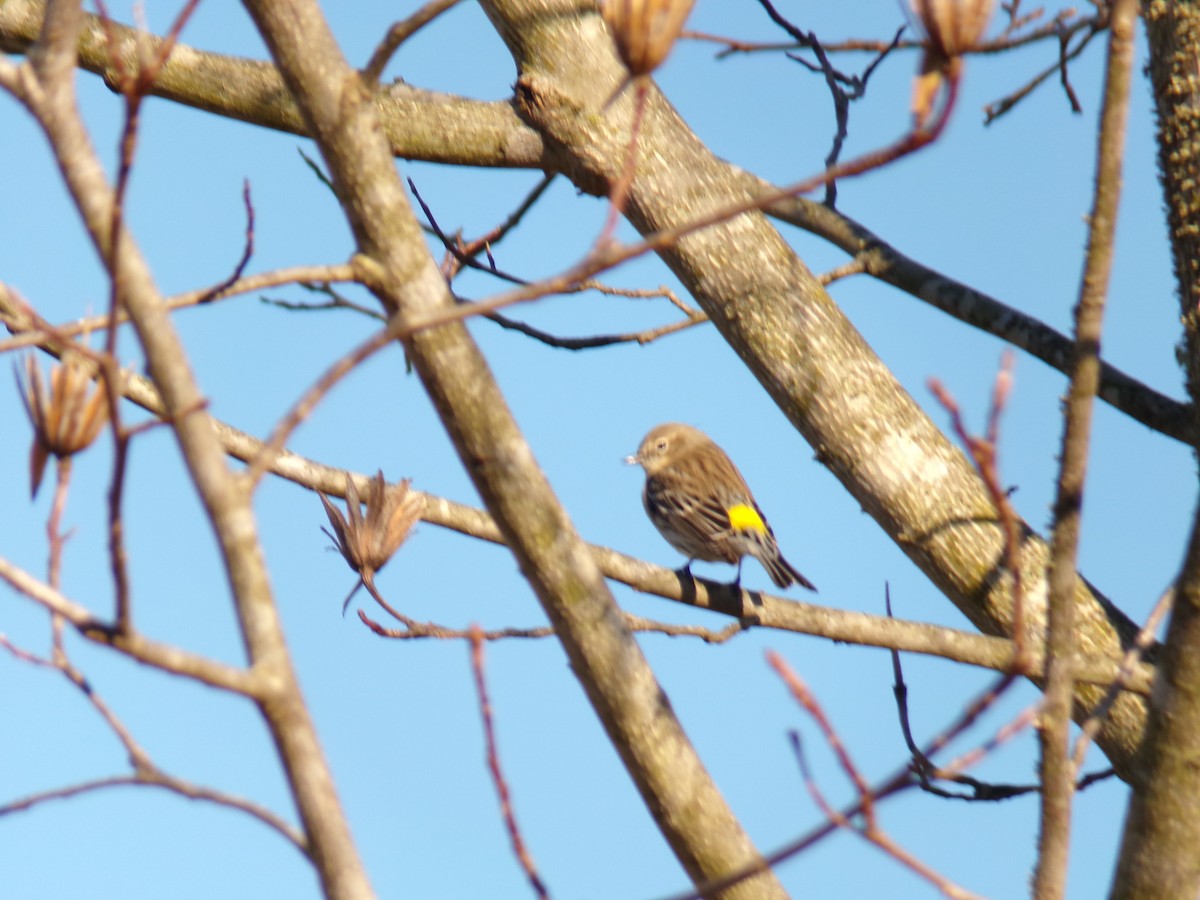 Yellow-rumped Warbler - ML619809622