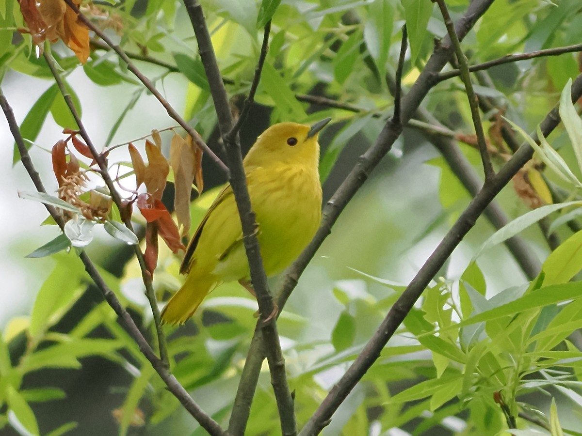 Yellow Warbler - ML619809624