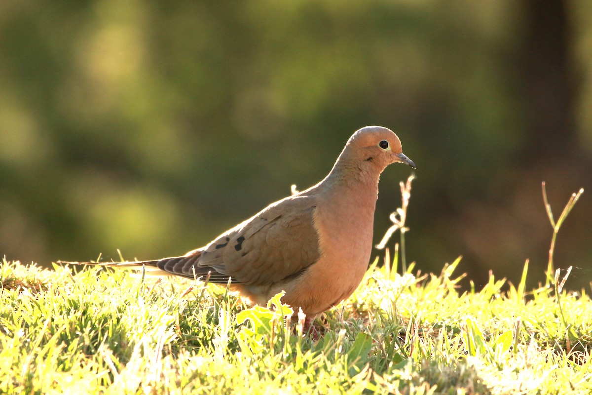 Mourning Dove - ML619809626