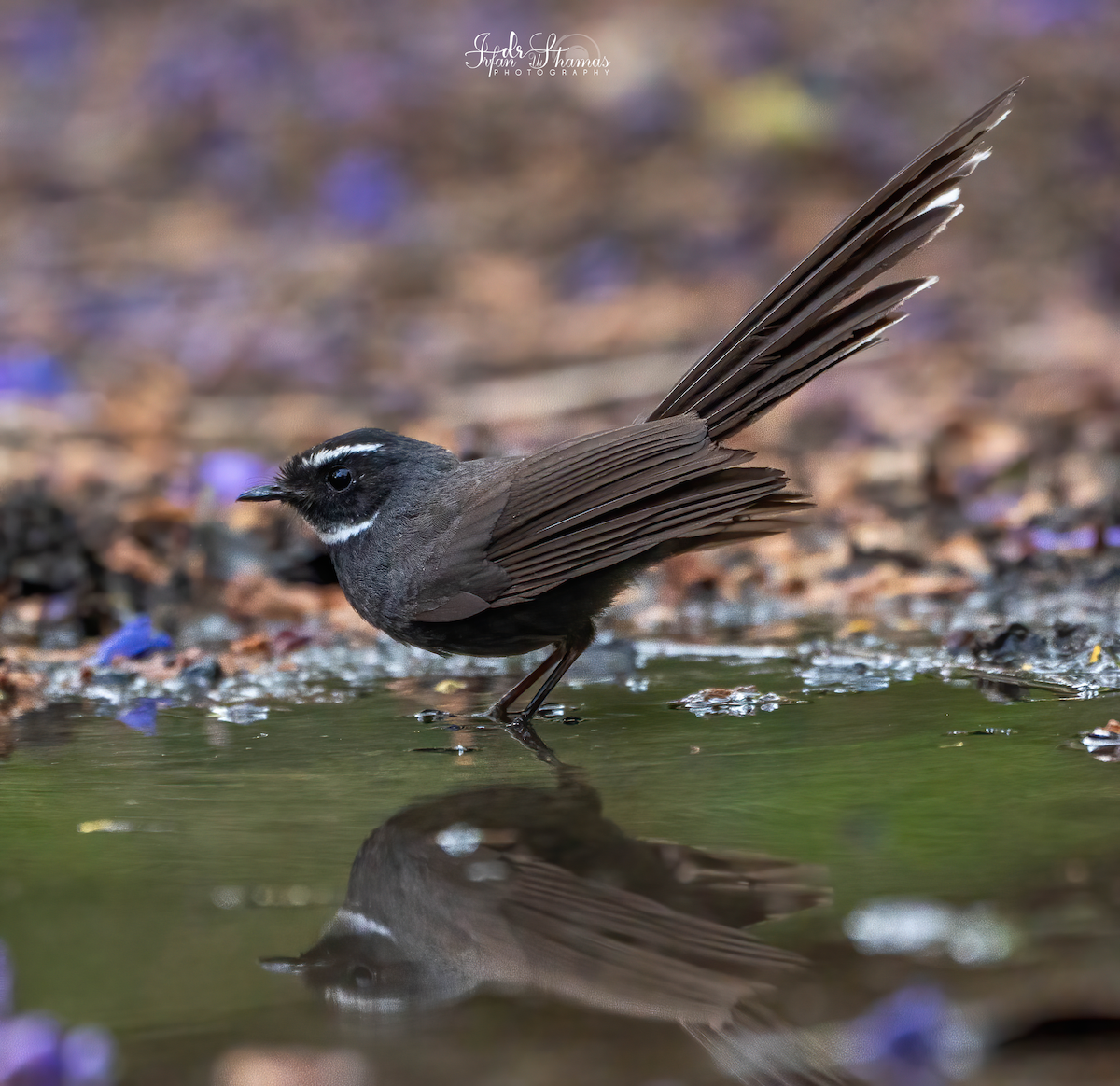White-throated Fantail - ML619809627