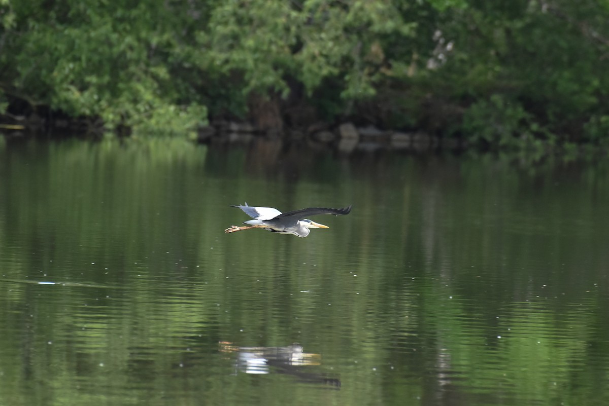 Gray Heron - ML619809637