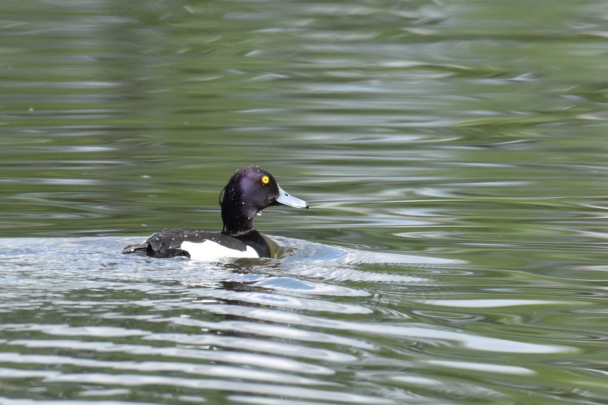 Tufted Duck - ML619809652