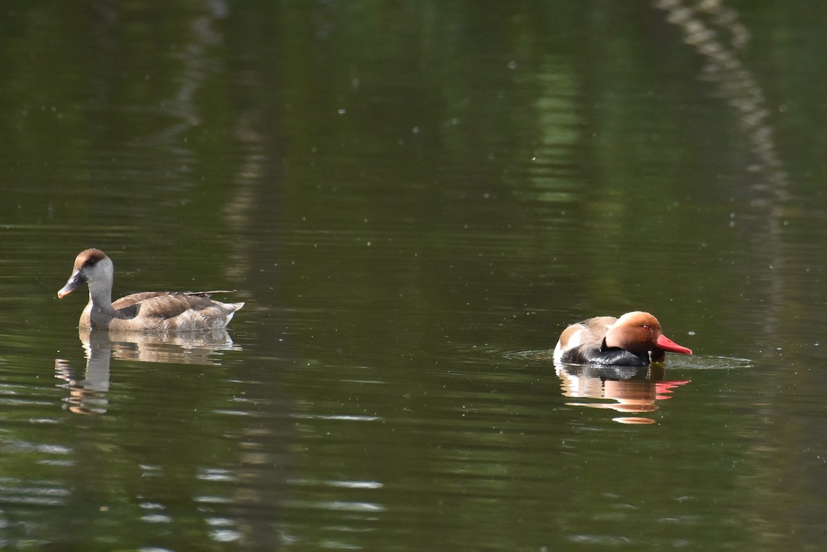 Red-crested Pochard - ML619809663