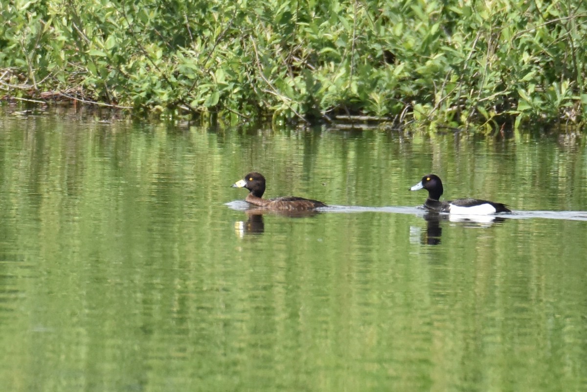 Tufted Duck - ML619809671