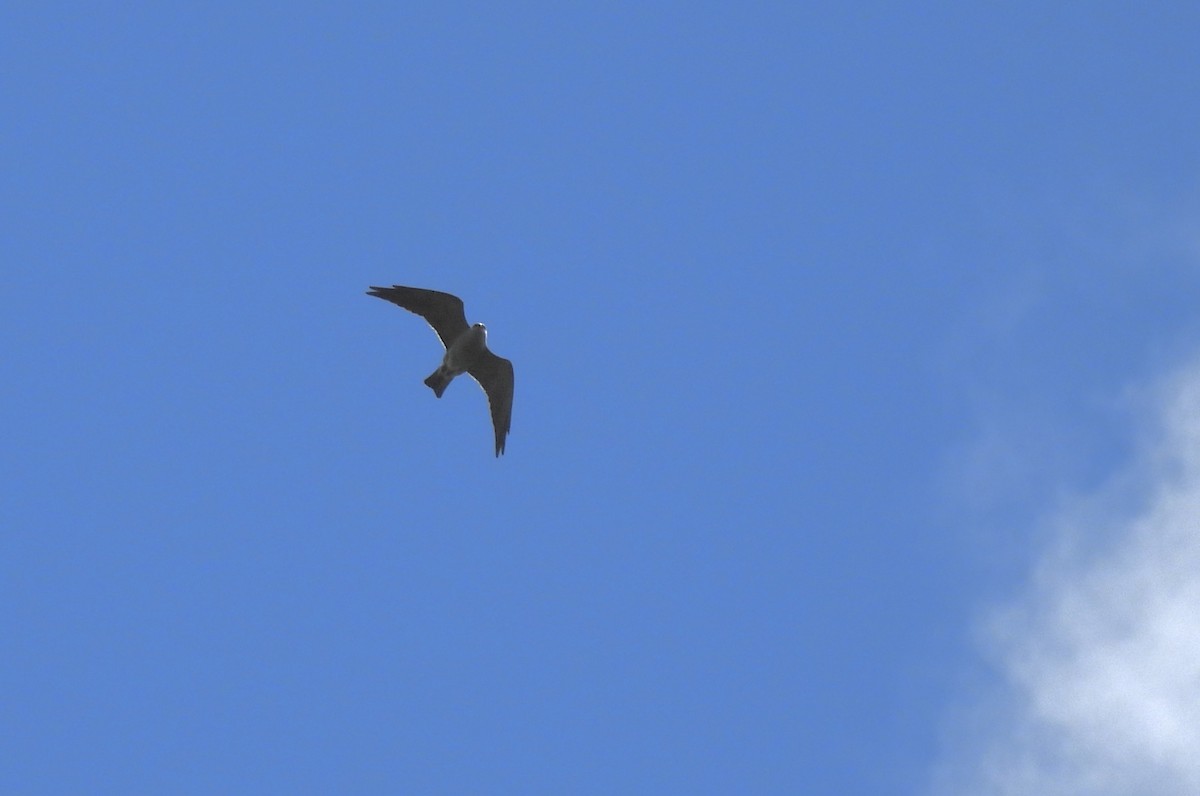 Mississippi Kite - ML619809687