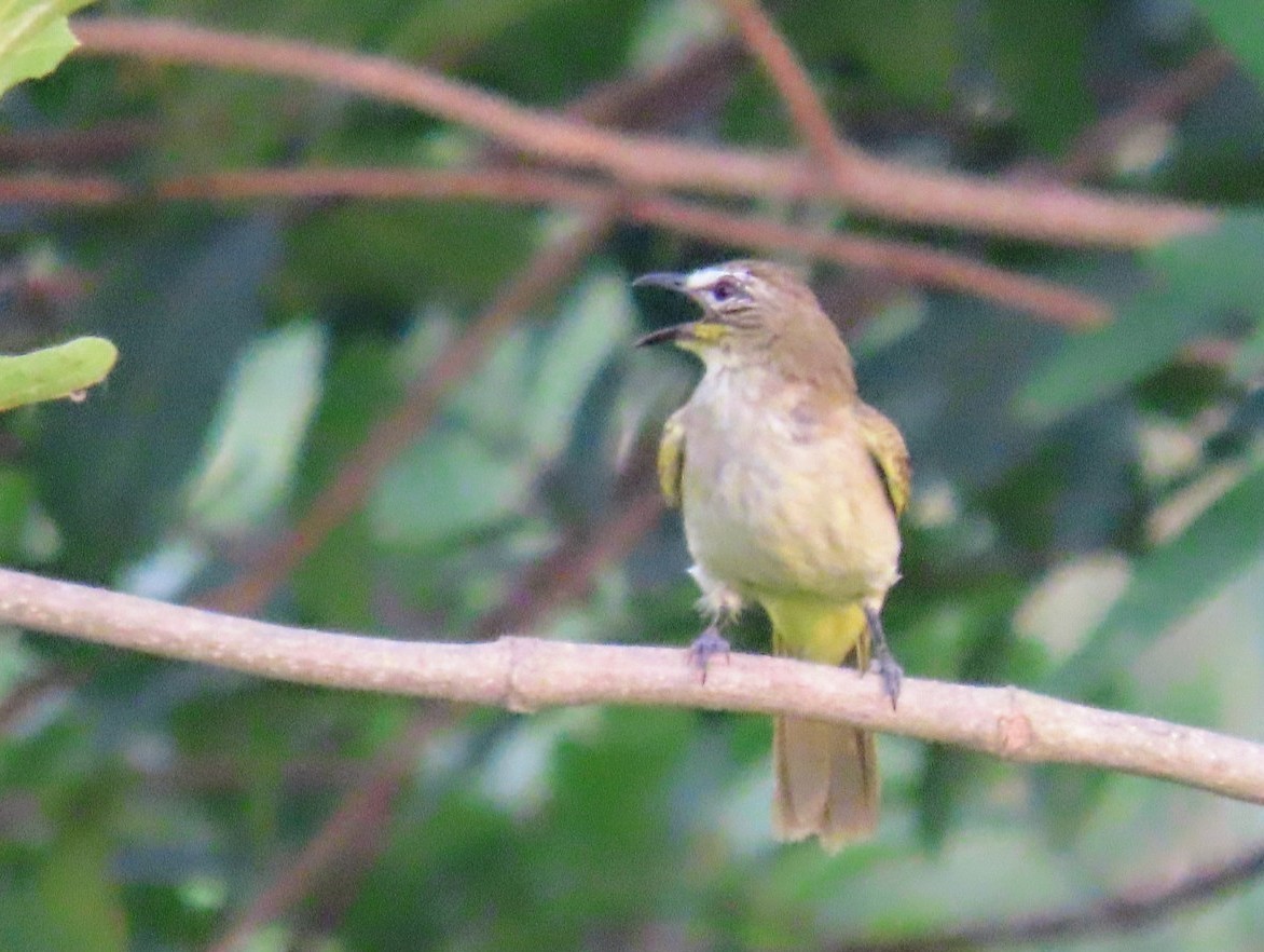 White-browed Bulbul - ML619809696