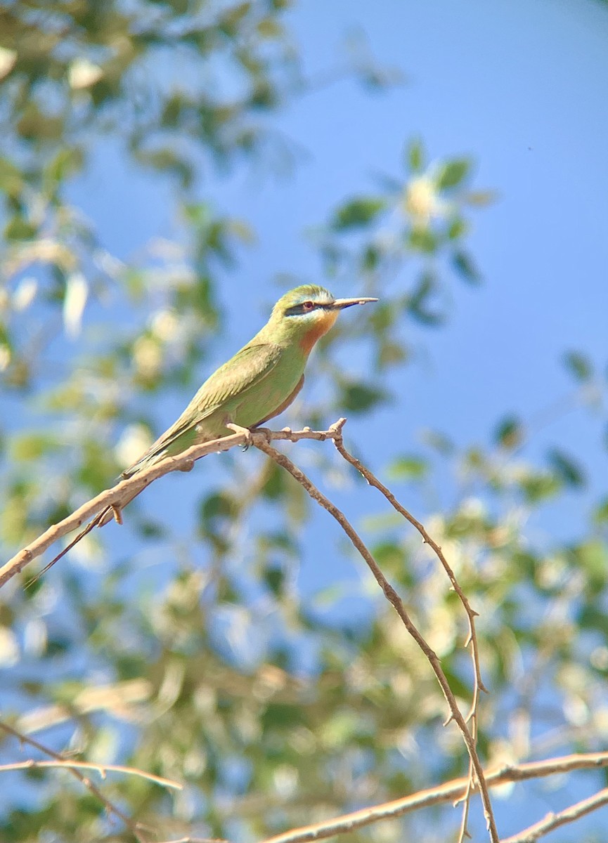 Blue-cheeked Bee-eater - ML619809699