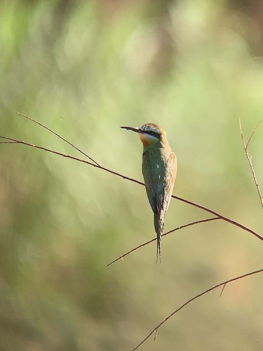 Blue-cheeked Bee-eater - ML619809700