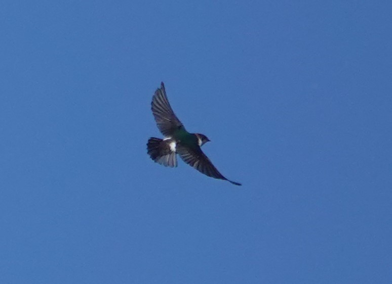 Violet-green Swallow - ML619809706