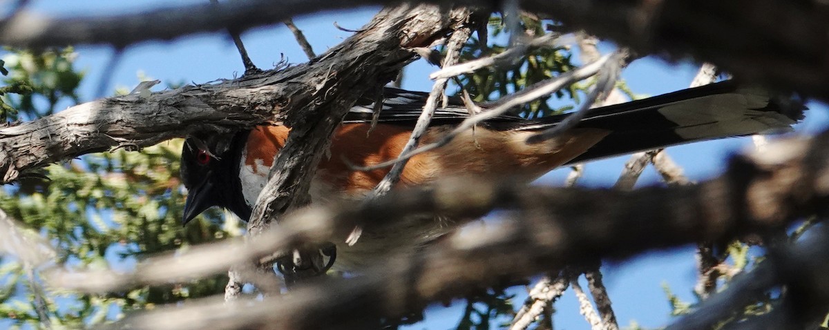 Spotted Towhee - ML619809710