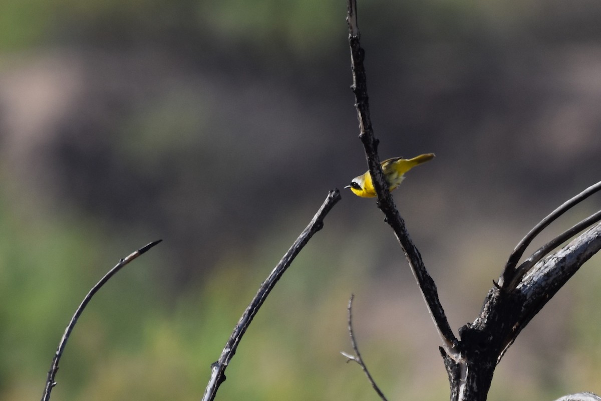 Common Yellowthroat - ML619809712