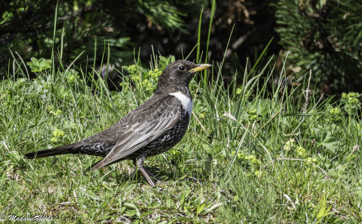 Ring Ouzel - ML619809732