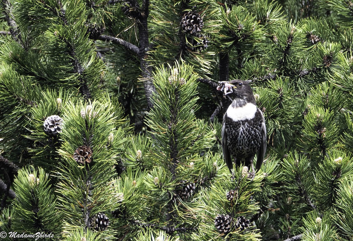Ring Ouzel - ML619809733