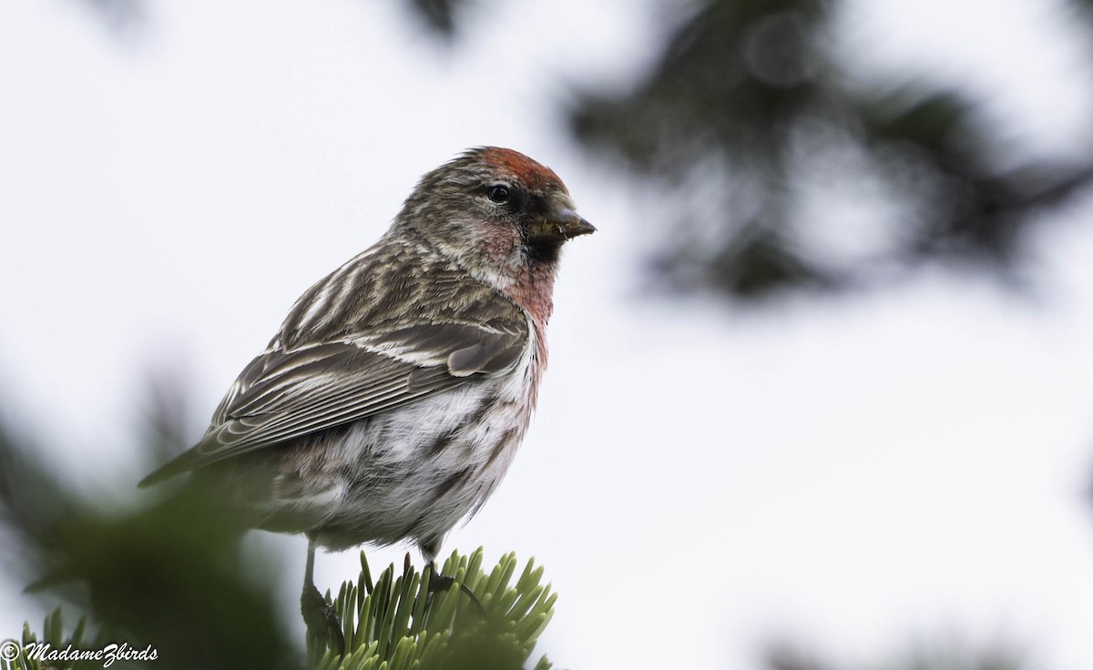 Redpoll (Lesser) - ML619809757
