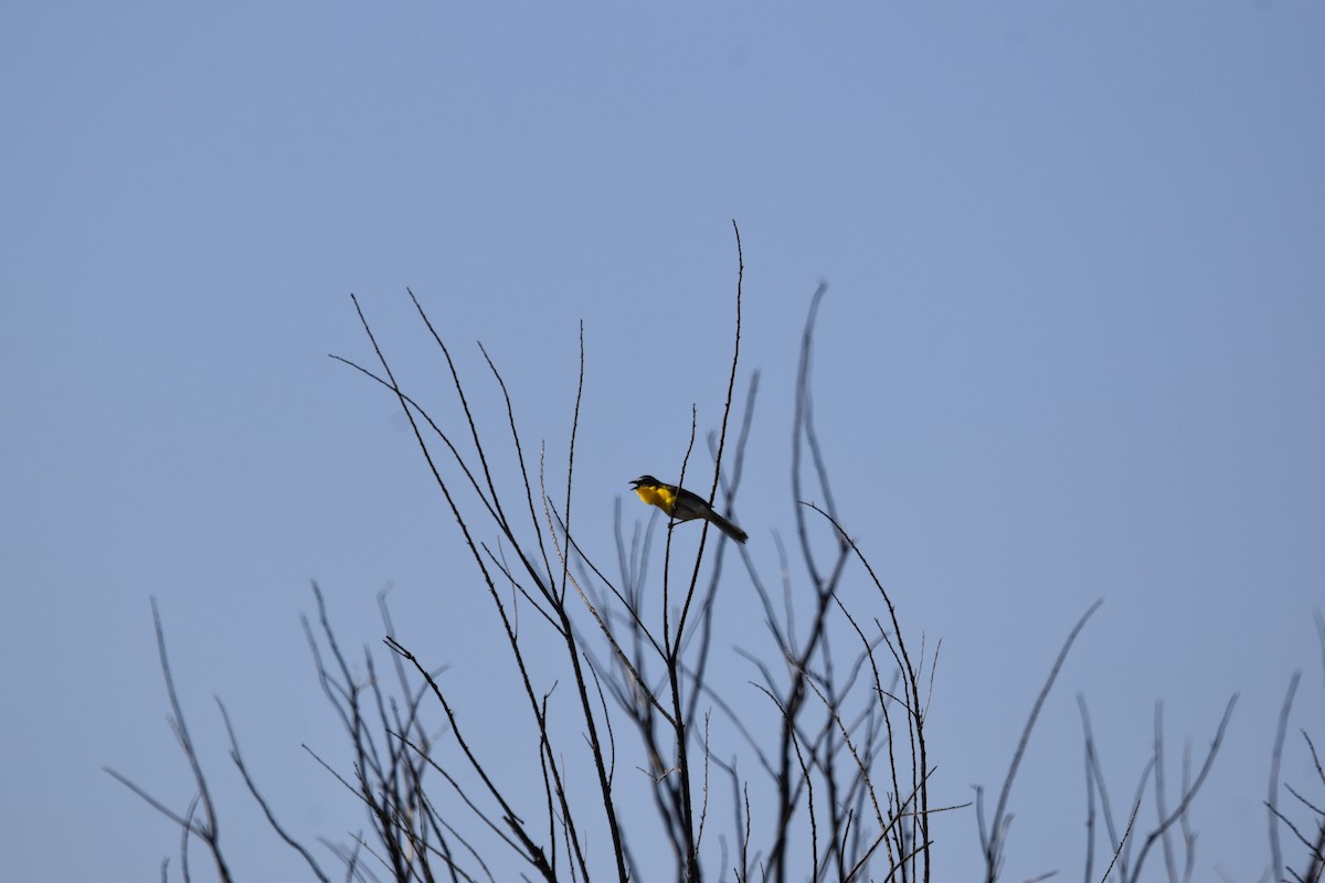 Yellow-breasted Chat - ML619809760