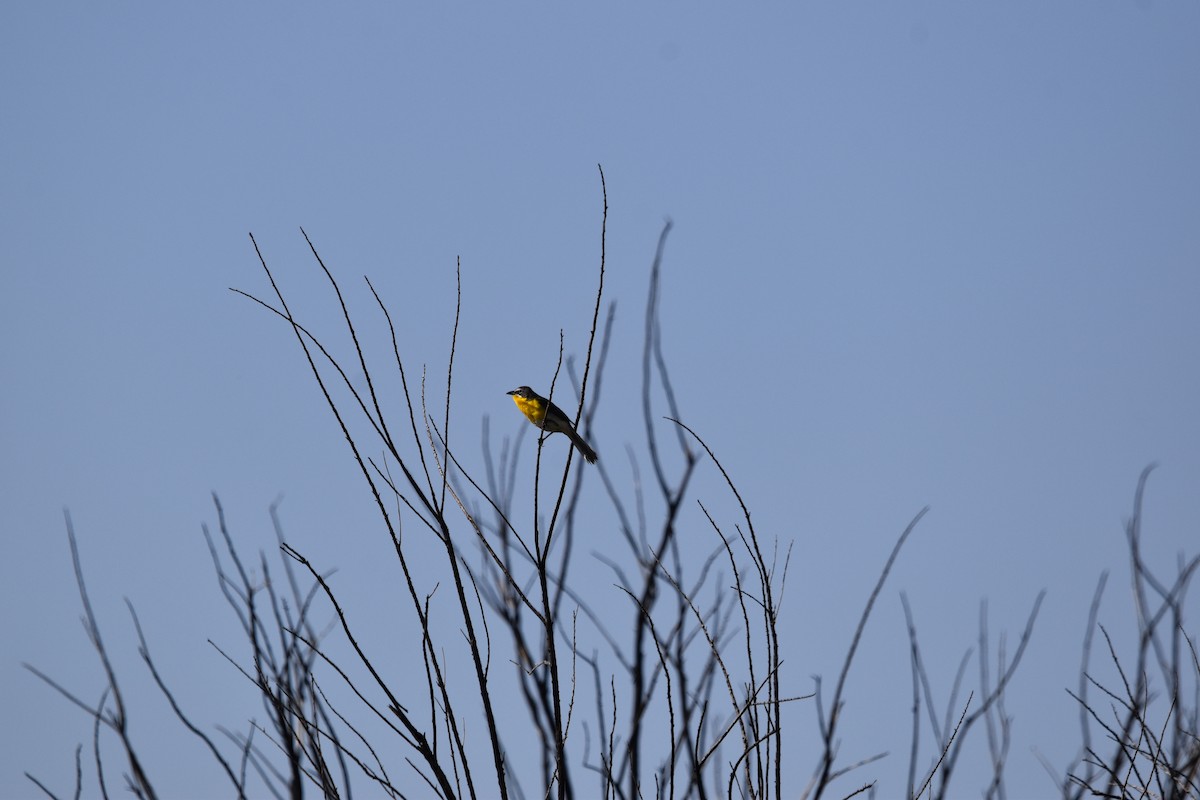 Yellow-breasted Chat - ML619809761