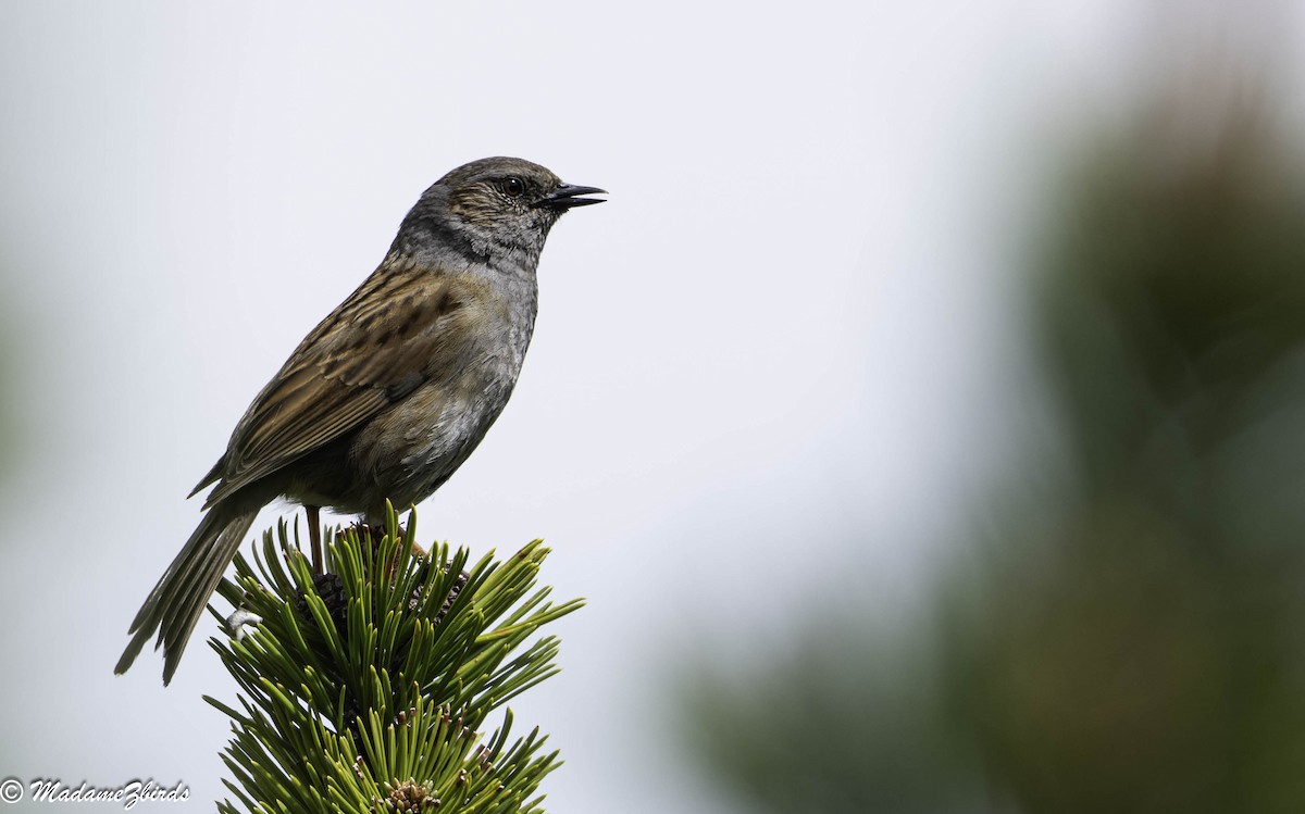 Dunnock - ML619809762