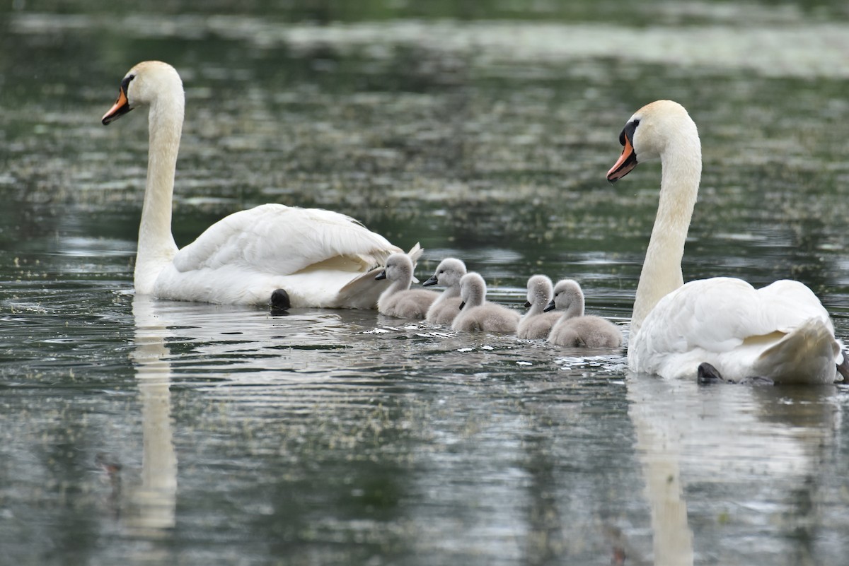 Mute Swan - ML619809769