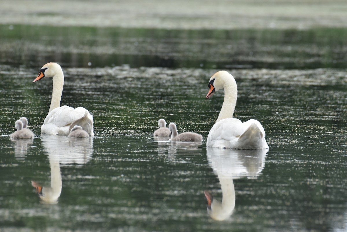 Mute Swan - ML619809770